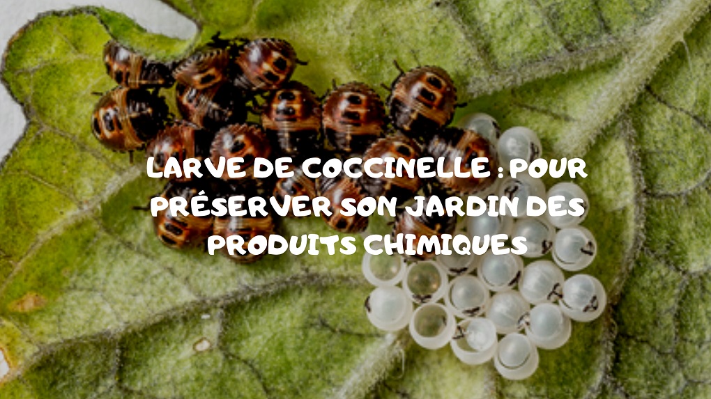 larve coccinelle