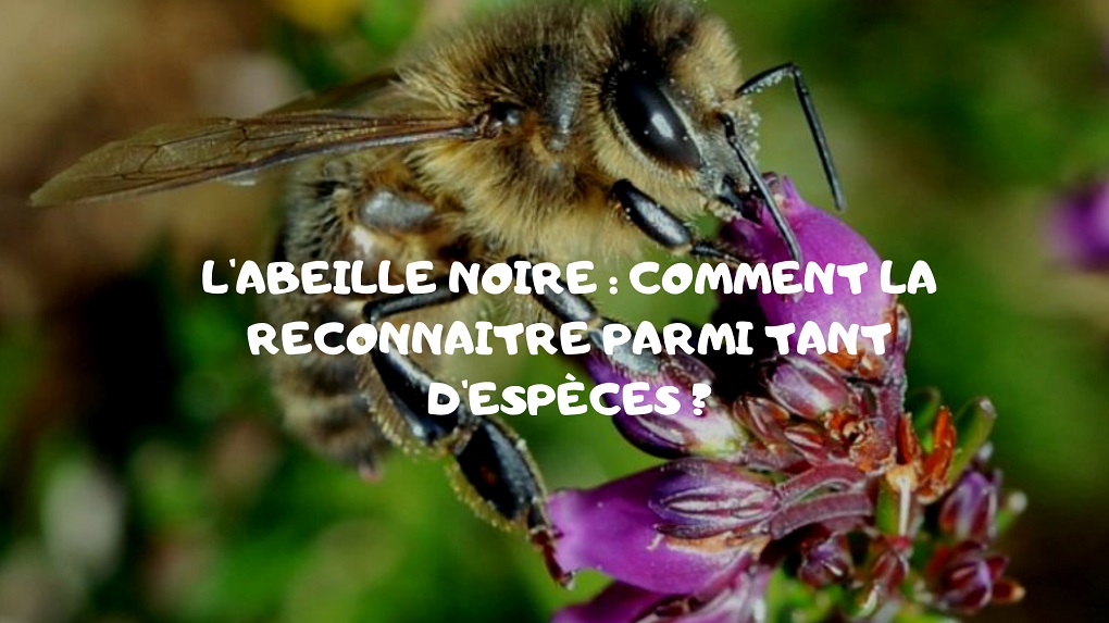 abeille noire