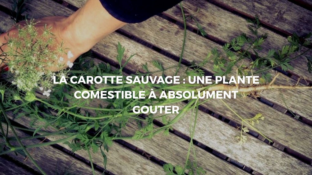 carotte sauvage