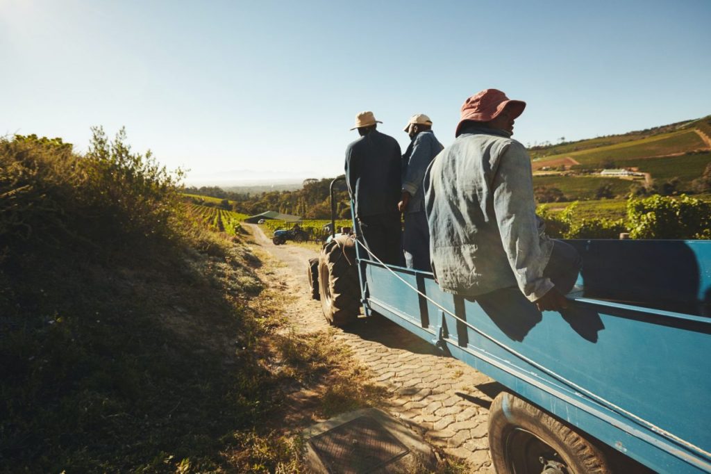 Vineyard workers transporting grapes to wine factory