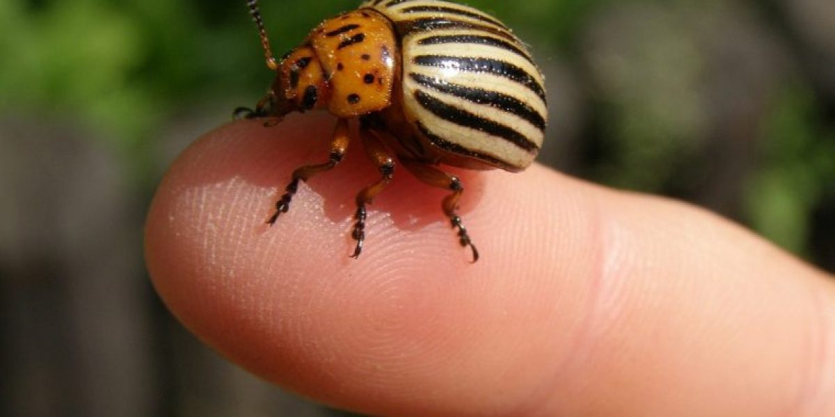 Conseils_pour_se_débarrasser_du_doryphore_au_jardin