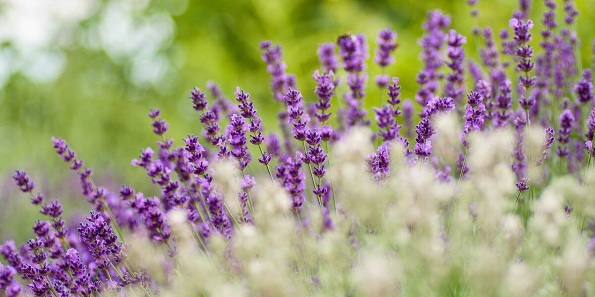 Cultiver_et_apprécier_les_plantes_vivaces_pour_un_jardinage_tout_au_long_de_l_année