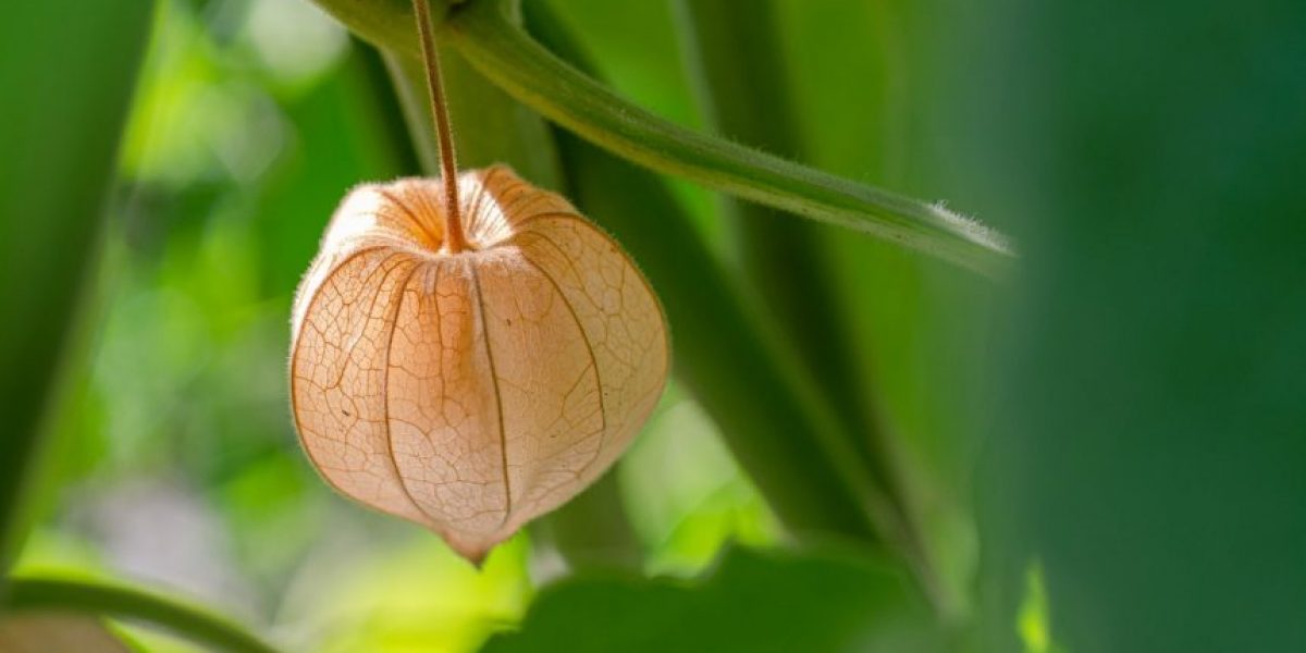 Cultiver_et_entretenir_un_physalis