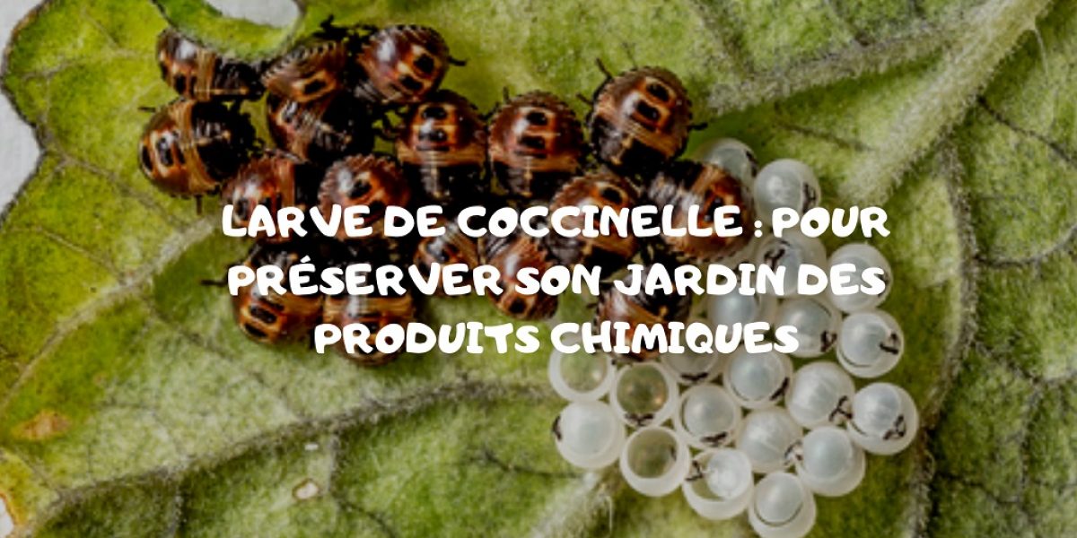 larve coccinelle