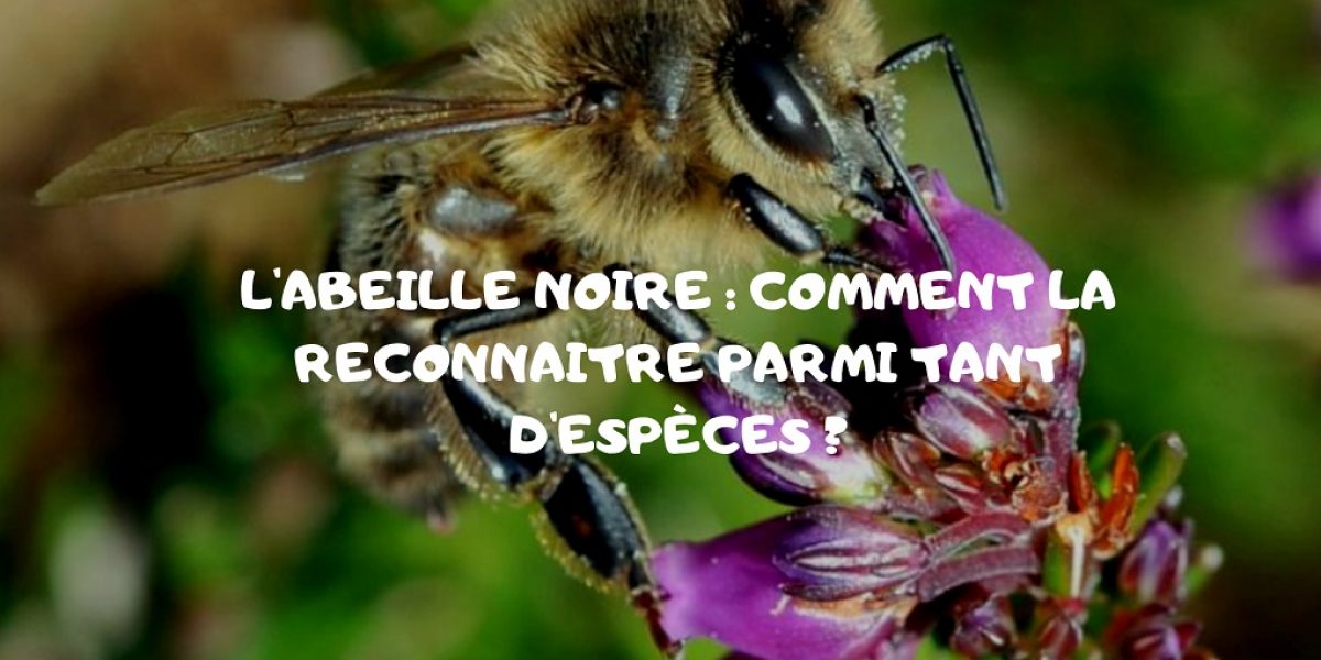 abeille noire