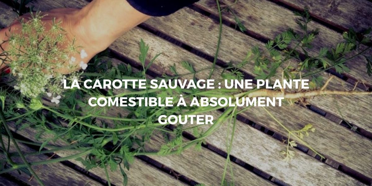 carotte sauvage