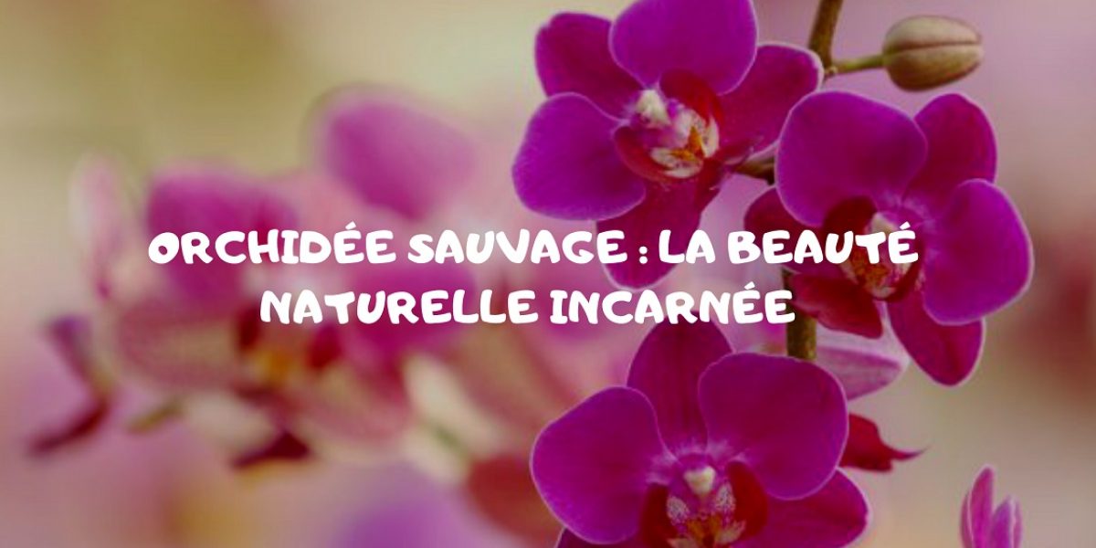 orchidée sauvage